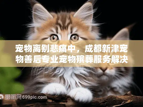 宠物离别悲痛中，成都新津宠物善后专业宠物殡葬服务解决方案