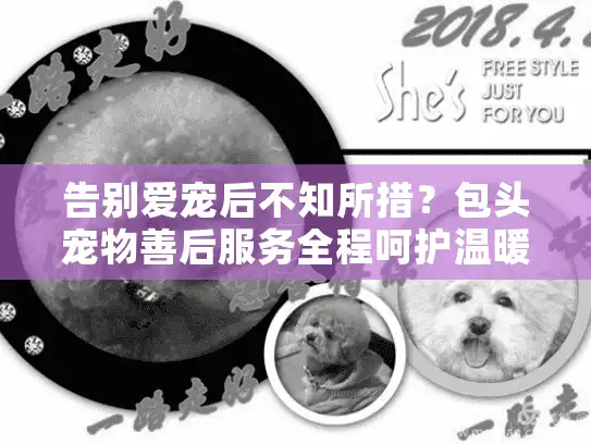 告别爱宠后不知所措？包头宠物善后服务全程呵护温暖