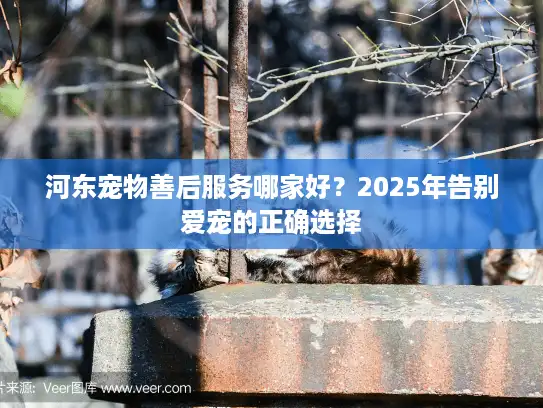 河东宠物善后服务哪家好？2025年告别爱宠的正确选择