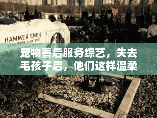 宠物善后服务综艺，失去毛孩子后，他们这样温柔告别
