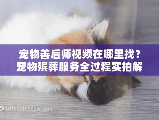 宠物善后师视频在哪里找？宠物殡葬服务全过程实拍解析