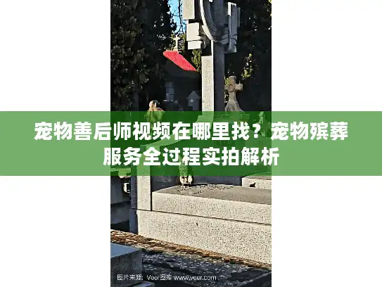 宠物善后师视频在哪里找？宠物殡葬服务全过程实拍解析