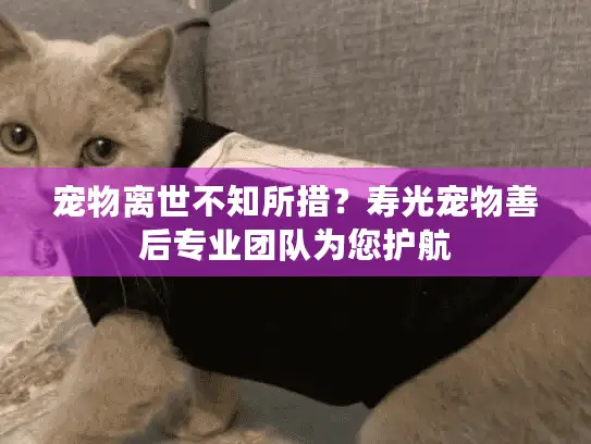 宠物离世不知所措？寿光宠物善后专业团队为您护航