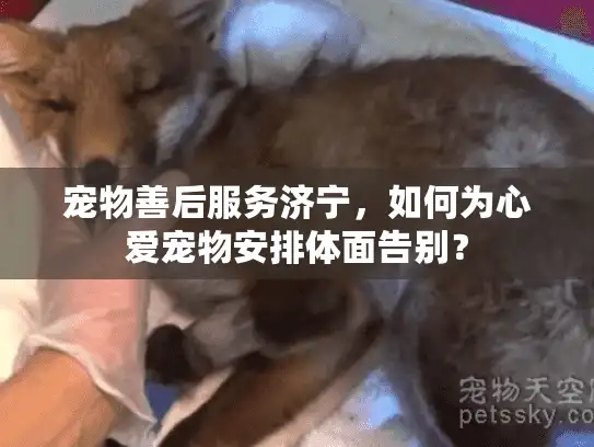 宠物善后服务济宁，如何为心爱宠物安排体面告别？