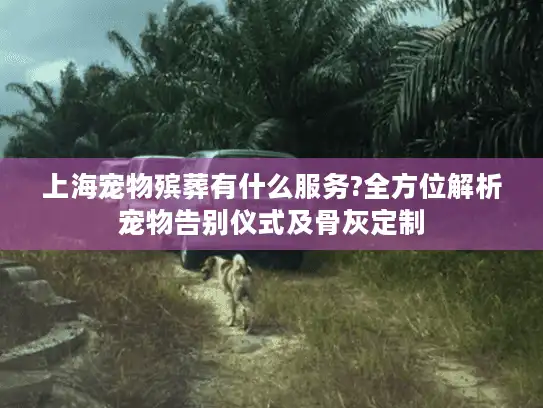 上海宠物殡葬有什么服务?全方位解析宠物告别仪式及骨灰定制