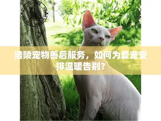 涪陵宠物善后服务，如何为爱宠安排温暖告别？