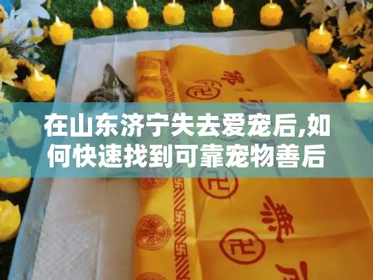 在山东济宁失去爱宠后,如何快速找到可靠宠物善后服务?