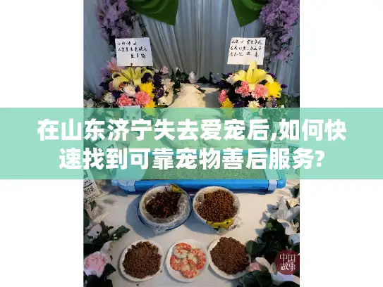 在山东济宁失去爱宠后,如何快速找到可靠宠物善后服务?