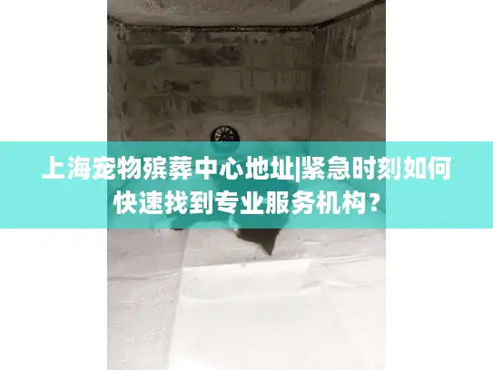 上海宠物殡葬中心地址|紧急时刻如何快速找到专业服务机构？