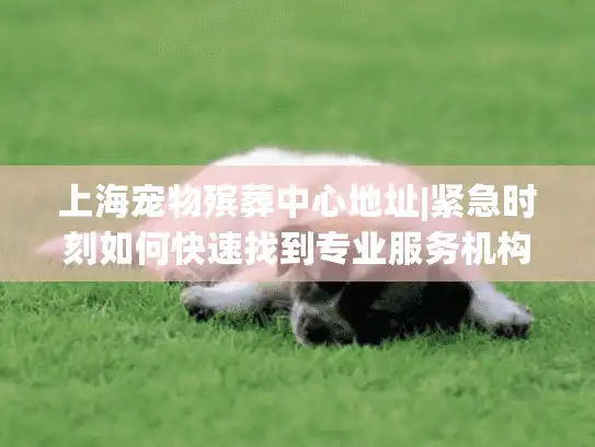 上海宠物殡葬中心地址|紧急时刻如何快速找到专业服务机构？