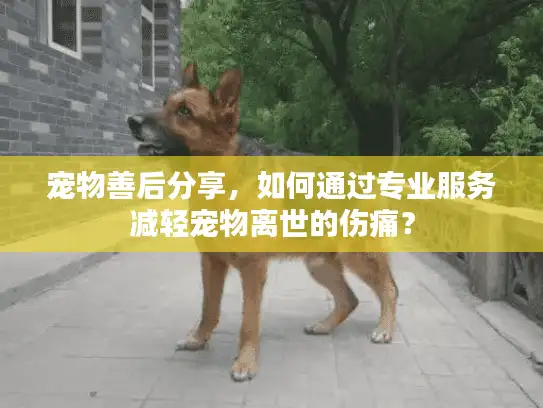 宠物善后分享，如何通过专业服务减轻宠物离世的伤痛？