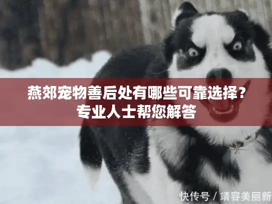 燕郊宠物善后处有哪些可靠选择？专业人士帮您解答