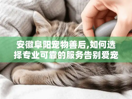 安徽阜阳宠物善后,如何选择专业可靠的服务告别爱宠?