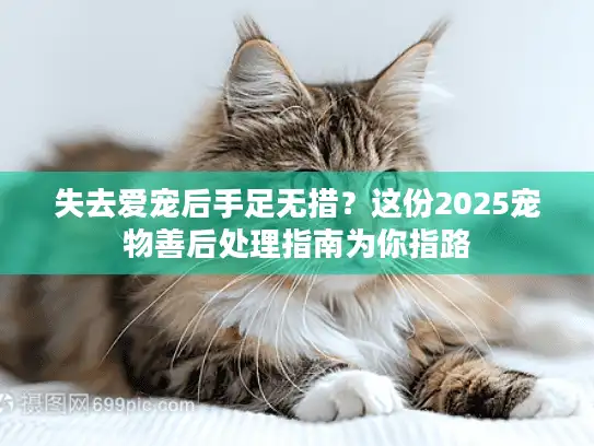 失去爱宠后手足无措？这份2025宠物善后处理指南为你指路