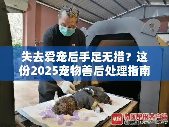 失去爱宠后手足无措？这份2025宠物善后处理指南为你指路