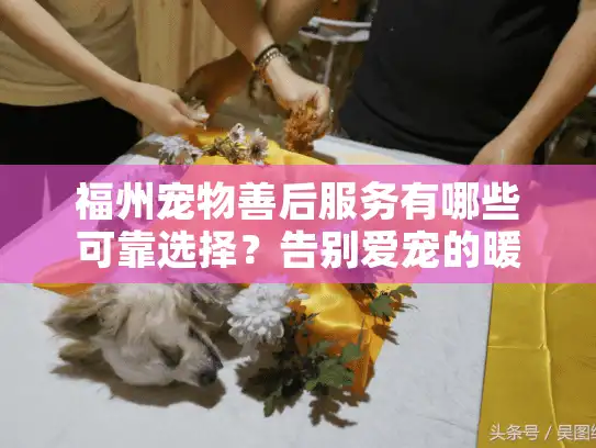 福州宠物善后服务有哪些可靠选择？告别爱宠的暖心指南