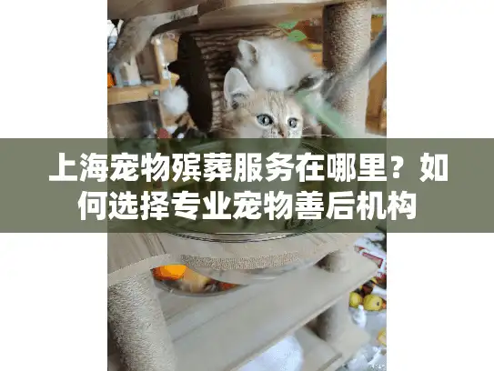 上海宠物殡葬服务在哪里？如何选择专业宠物善后机构