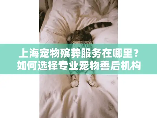 上海宠物殡葬服务在哪里？如何选择专业宠物善后机构