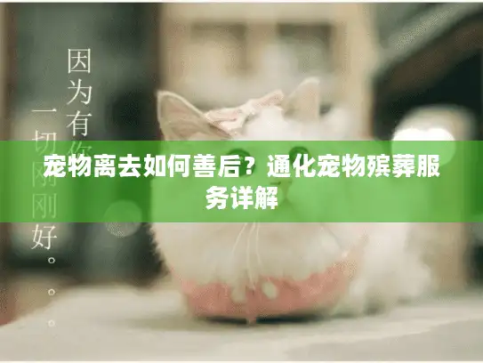 宠物离去如何善后？通化宠物殡葬服务详解