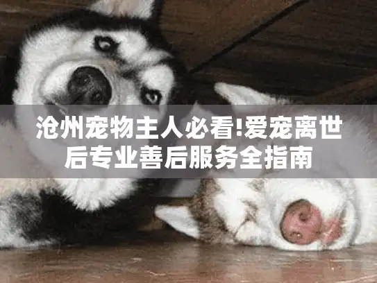 沧州宠物主人必看!爱宠离世后专业善后服务全指南