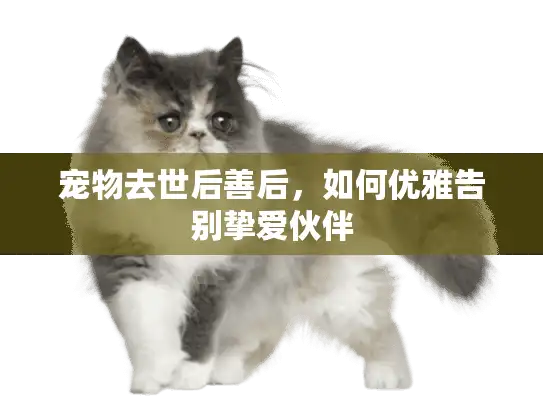 宠物去世后善后，如何优雅告别挚爱伙伴