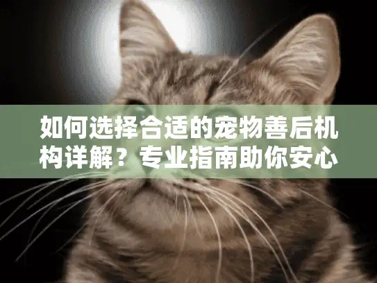 如何选择合适的宠物善后机构详解？专业指南助你安心告别
