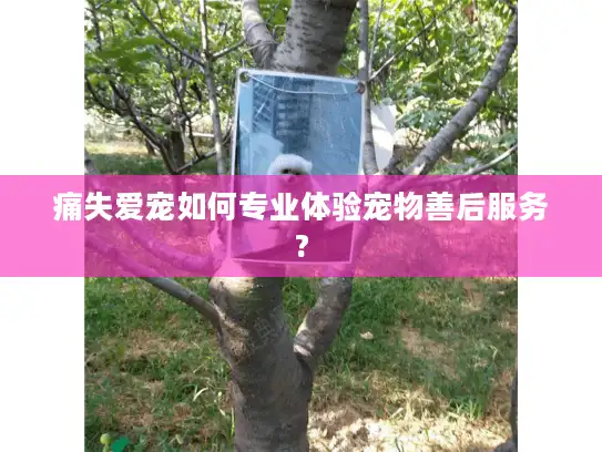 痛失爱宠如何专业体验宠物善后服务?