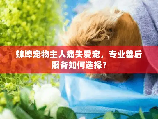 蚌埠宠物主人痛失爱宠，专业善后服务如何选择？