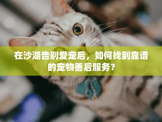 在沙湖告别爱宠后，如何找到靠谱的宠物善后服务？