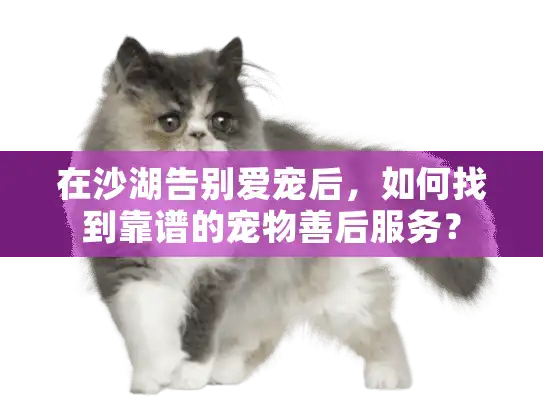 在沙湖告别爱宠后，如何找到靠谱的宠物善后服务？