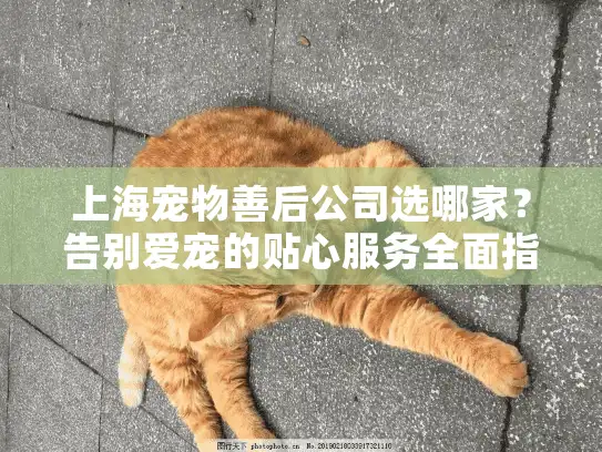 上海宠物善后公司选哪家？告别爱宠的贴心服务全面指南