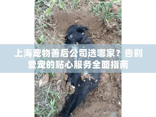 上海宠物善后公司选哪家？告别爱宠的贴心服务全面指南