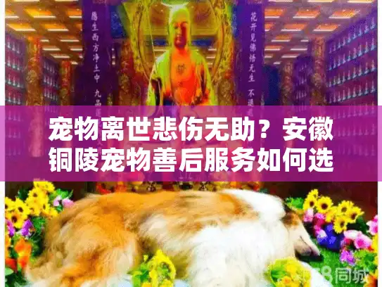 宠物离世悲伤无助？安徽铜陵宠物善后服务如何选择？