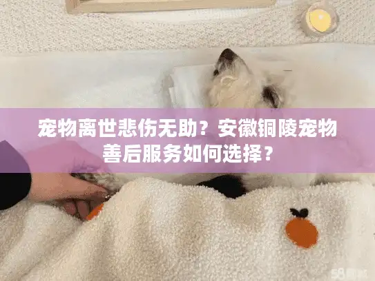 宠物离世悲伤无助？安徽铜陵宠物善后服务如何选择？