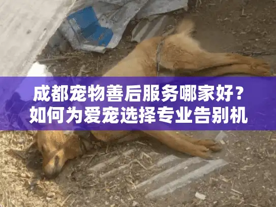 成都宠物善后服务哪家好？如何为爱宠选择专业告别机构