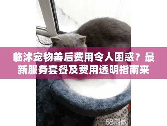 临沭宠物善后费用令人困惑？最新服务套餐及费用透明指南来了