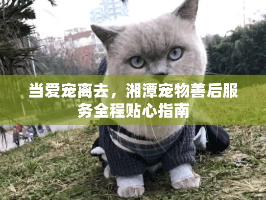 当爱宠离去，湘潭宠物善后服务全程贴心指南