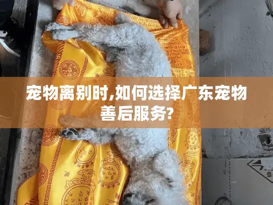 宠物离别时,如何选择广东宠物善后服务?