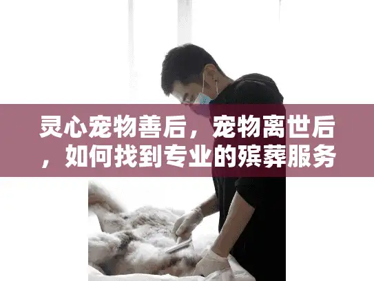 灵心宠物善后，宠物离世后，如何找到专业的殡葬服务？