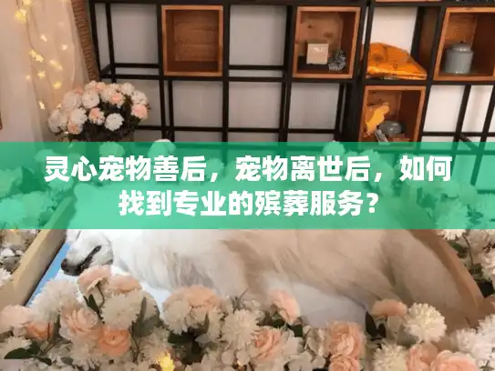 灵心宠物善后，宠物离世后，如何找到专业的殡葬服务？