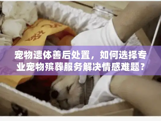 宠物遗体善后处置，如何选择专业宠物殡葬服务解决情感难题？