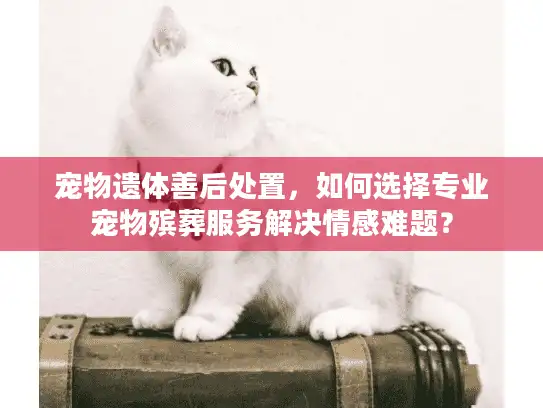 宠物遗体善后处置，如何选择专业宠物殡葬服务解决情感难题？