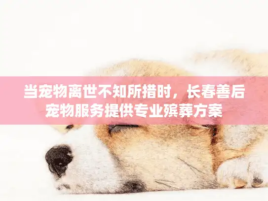 当宠物离世不知所措时，长春善后宠物服务提供专业殡葬方案