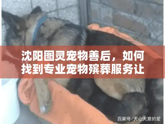 沈阳图灵宠物善后，如何找到专业宠物殡葬服务让告别更体面？