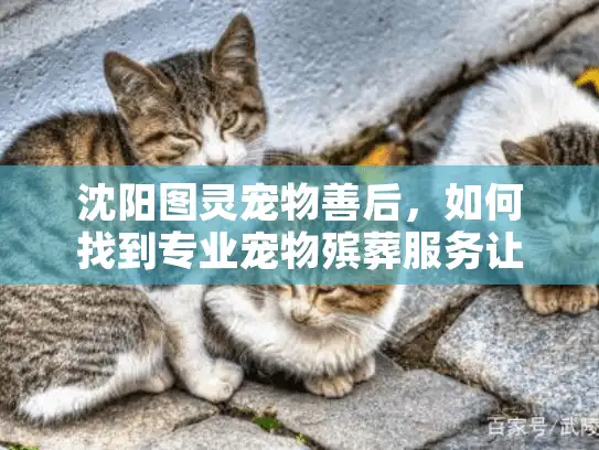 沈阳图灵宠物善后，如何找到专业宠物殡葬服务让告别更体面？