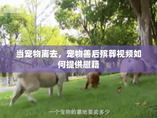 当宠物离去，宠物善后殡葬视频如何提供慰藉