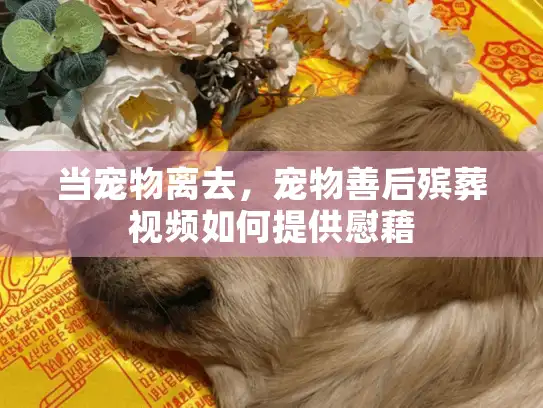 当宠物离去，宠物善后殡葬视频如何提供慰藉