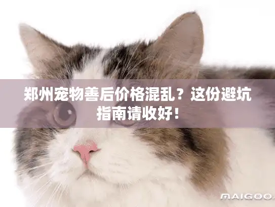 郑州宠物善后价格混乱？这份避坑指南请收好！