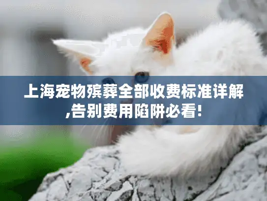 上海宠物殡葬全部收费标准详解,告别费用陷阱必看!