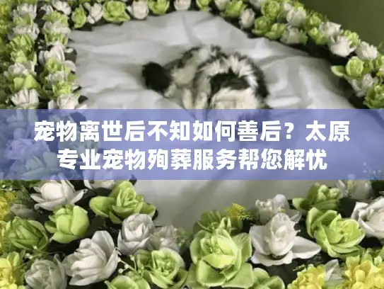 宠物离世后不知如何善后？太原专业宠物殉葬服务帮您解忧